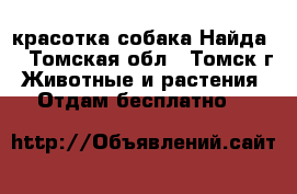 красотка собака Найда  - Томская обл., Томск г. Животные и растения » Отдам бесплатно   